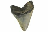 Serrated, Fossil Megalodon Tooth - North Carolina #158186-1